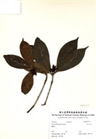 藏品(臺灣八角)的圖片